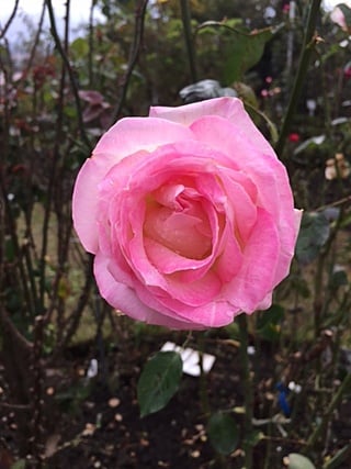 ピンクの可愛らしいバラ