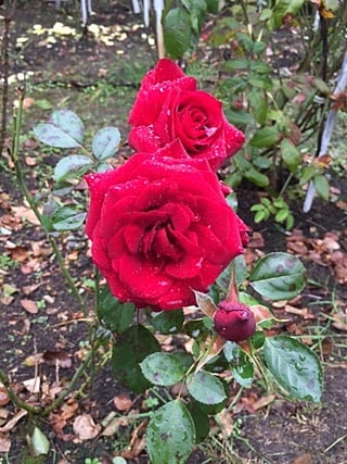 真っ赤な大きいバラ